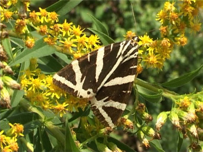 Russischer Bär ( Euplagia quadripunctaria ) : Kaiserstuhl, 28.08.2005